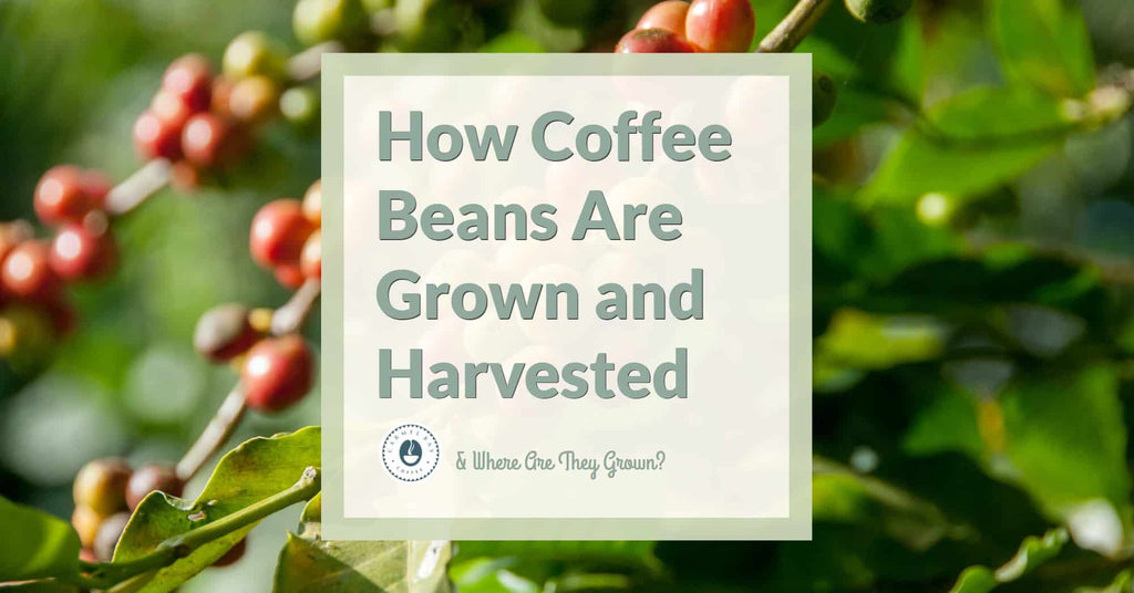 Unveiling the Coffee Journey: How Coffee is Grown - A Comprehensive Guide
